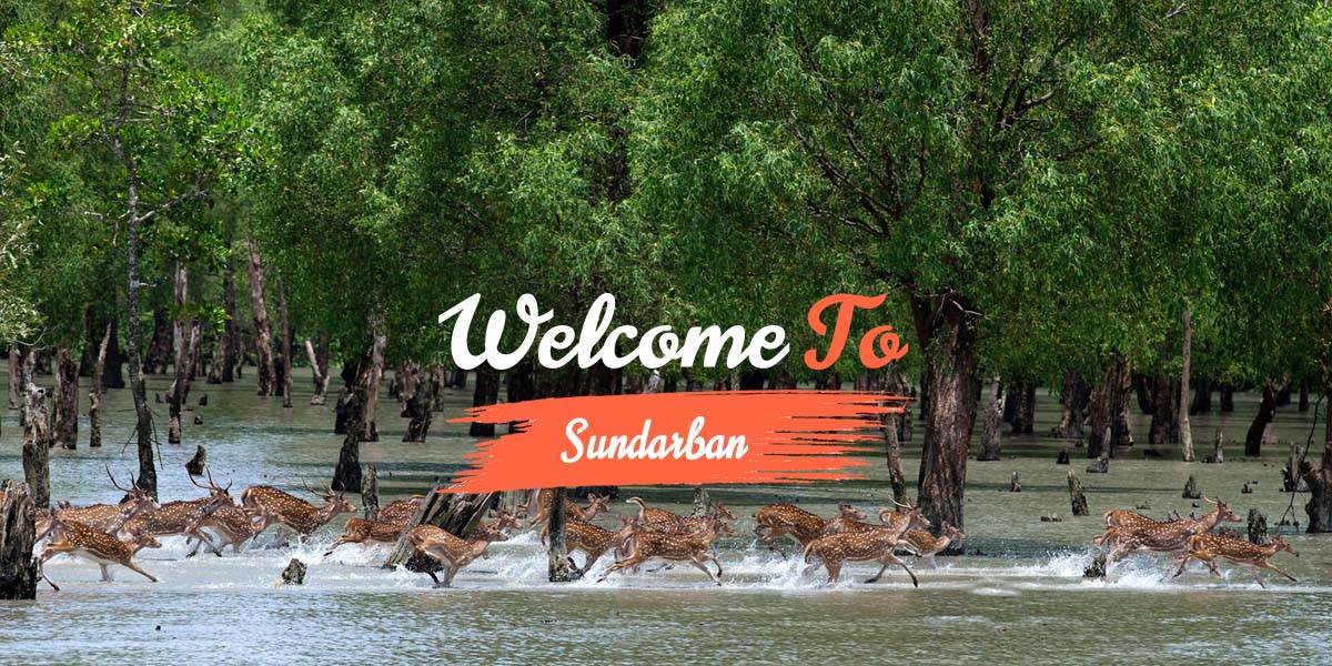 Book my Sundarban Trip Slider 1