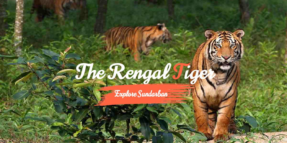 Book my Sundarban Trip Slider 3